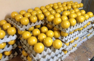 Елочные шары d80 мм. Покраска шаров в желтый цвет. 